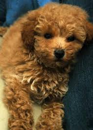 Homeland puppies reports & reviews (9). Valley View Dog Breeders Customer Testimonials