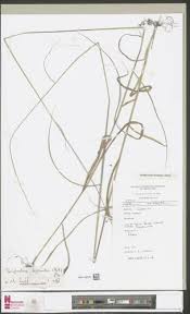 Image result for Sorghastrum incompletum