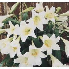 1 25 Quart Easter Lily L2295 Easter Lily Bulbs And Seeds Perennials