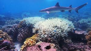 Sebagai negara kepulauan, indonesia menyimpan berjuta potensi wisata pantai dan kekayaan biota laut yang beragam. Ekosistem Laut Pembagian Dan Jenis Jenis Makhluk Hidup Di Dalamnya