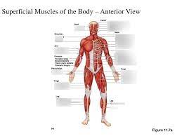 Forearm muscles anatomy, posterior arm muscles, muscles of the arm and forearm, forearm 3d medical illustration and rendering on arm anterior muscles for our client in australia. Figure 10 5 Superficial Muscles Of The Body Anterior View Diagram Quizlet