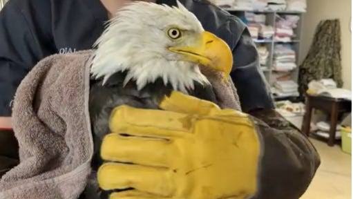 Jackie the bald eagle, star of Big Bear's famous nest cam, dies
