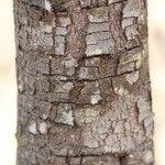 Image result for Mystroxylon