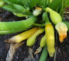 We did not find results for: Why Are My Squash Rotting North Carolina Cooperative Extension