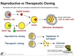 Cloned genes can only be copied in the same species. 3 5 Genetic Modification And Cloning