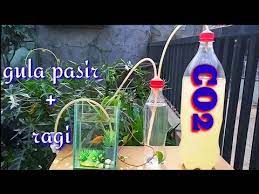 Co2 bisa beli atau buat sendiri. Diy Cara Membuat Co2 Aquascape Sederhana Youtube