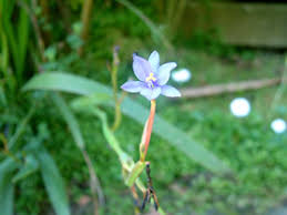 Image result for Aristea