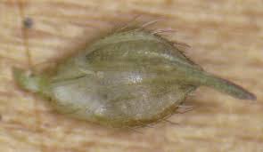 Image result for Echinochloa ugandensis