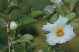 Check spelling or type a new query. Stewartia At Portland Nursery And Garden Center
