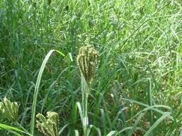 Image result for Eleusine africana