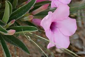 Image result for Adenium swazicum