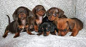 We live on an 8.5 acre horse ranch in north los angeles county california. Litter Of 9 Maltipoo Puppies For Sale In Lakeside Ca Adn 64427 On Puppyfinder Com Gender Male Age 9 Weeks Puppy Litter Litter Of Puppies Dachshund Puppies