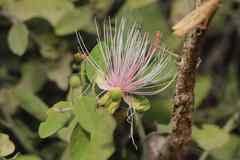 Image result for Ritchiea capparoides