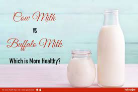 Cow Milk Vs Buffalo Milk Which Is More Healthy By Dt Tania Lybrate Milk Cow Cow Milk Benefits Milk Nutrition