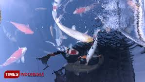 Mimpi tentang ikan ini menujukan sebuah firasat baik bahwa semua usaha yang anda jalani akan sukses. Berawal Dari Rawa Kini Dikenal Jadi Kampung Koi Jrebeng Kidul Probolingo Times Indonesia