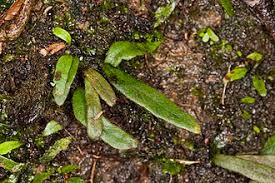 Image result for Grammitis cryptophlebia