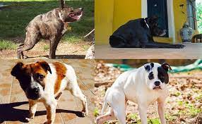 Meet Every Single Dog In The World With Short Spine Syndrome That We Know Of Barkpost