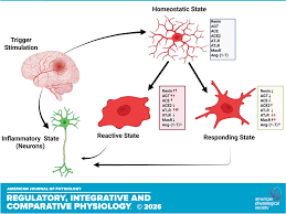 Image result for Higher Integrative Function