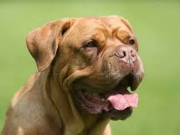A powerful breed, the dogue de bordeaux does well with children but should always be supervised. Dogue De Bordeaux Price Temperament Life Span