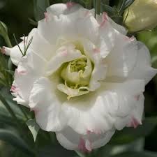 Image result for eustoma flamenco