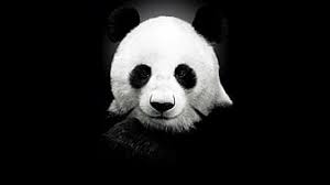 Explore more like gangster panda. Hd Minimalist Panda Wallpapers Peakpx