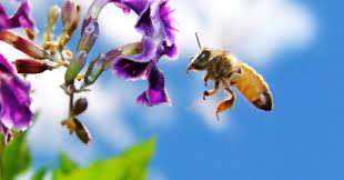 Sebutkan jenis satwa harapan dan fungsinya. Pengertian Dan Jenis Jenis Satwa Harapan