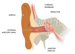 Image result for Acute Otitis Externa