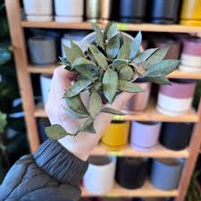 Image result for Begonia lacunosa