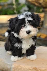 Black And White Havanese Puppy Names Black And White Havanese Things Cute Animals Animals Havanese Dogs