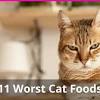 Best kitten food brands australia. 1
