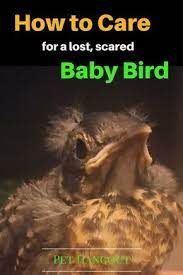 How To Care For A Lost Scared Baby Bird Bird Care Baby Bird Food Baby Bird