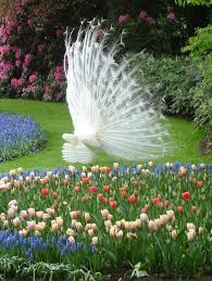 White Peacock Garden Peacocks Pinterest Beautiful Nature Beautiful Birds Colorful Birds
