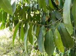 Image result for Rawsonia lucida
