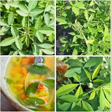 Image result for Crotalaria chirindae