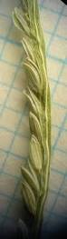 Image result for Digitaria longiflora