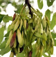 Image result for Schrebera trichoclada