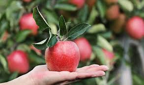 Contoh gambar buah buahan berwarna, gambar buah apel merah, gambar buah mangga,. Punya Asam Urat Atasi Dengan Mengonsumsi 3 Buah Ini Jpnn Com