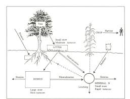 5 2 How Trees Improve Soils