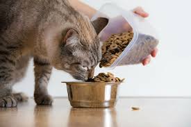 After extensive research and testing, we've chosen these recipes as the best you can buy. 10 Best Dry Cat Food Products Reviewed In 2020 Yourpetsneed