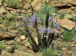 Image result for Xerophyta