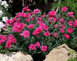 We did not find results for: Dianthus Everlast Dark Pink Bluestone Perennials