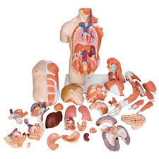 Also, each person has a different degree of flexibility and range of movement. Survival Technology Dual Sex Human Torso Model With Muscle Arm 33 Part 3life Size B Smart Anatomy