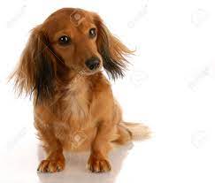 Check spelling or type a new query. Miniature Long Haired Dachshund Sitting On White Background Stock Photo Picture And Royalty Free Image Image 5671019