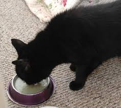 For example, a grade 1 tumor is the least likely to spread to other organs, with a better survival rate. Kidney Support Homemade Cat Food 6 Steps With Pictures Instructables