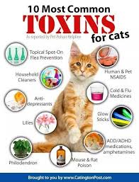 Which Foods Are Toxic To My Dog Or Cat Pet Care Cats Cat Health Care Cat Health