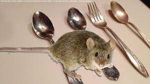 How to get house mice out of their hiding places house mice are attracted to your home for food, safety, and shelter. New How To Keep Mice Out Of Your House Or Apartment For Good Natural Way Youtube
