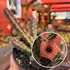 Image result for Huernia hislopii