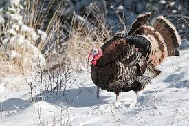Big Birds That Look Like Turkeys Steve Wheeler With Images Animals Wild Birds Wild Birds