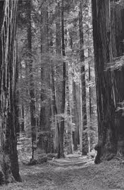 Big trees grove is the northernmost grove of giant sequoias in the wor Save The Redwoods League Sutori