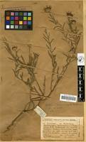 Image result for Hirpicium bechuanense